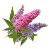 Будлея