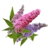 Будлея