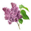 Бузок