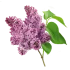 Бузок