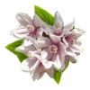 Дейція