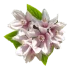 Дейція