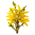 Форзиція