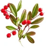 Кизильник