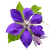 Клематис