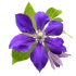 Клематис
