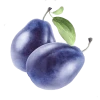 Слива