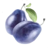 Слива