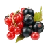 Смородина
