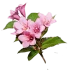Вейгела