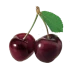 Вишня